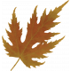 Lakeside Autumn Leaf