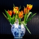 Tulips from Delft