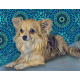 PET PORTRAITS FOR CHARITY- CHI