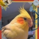 My Feathered Baby, Monty